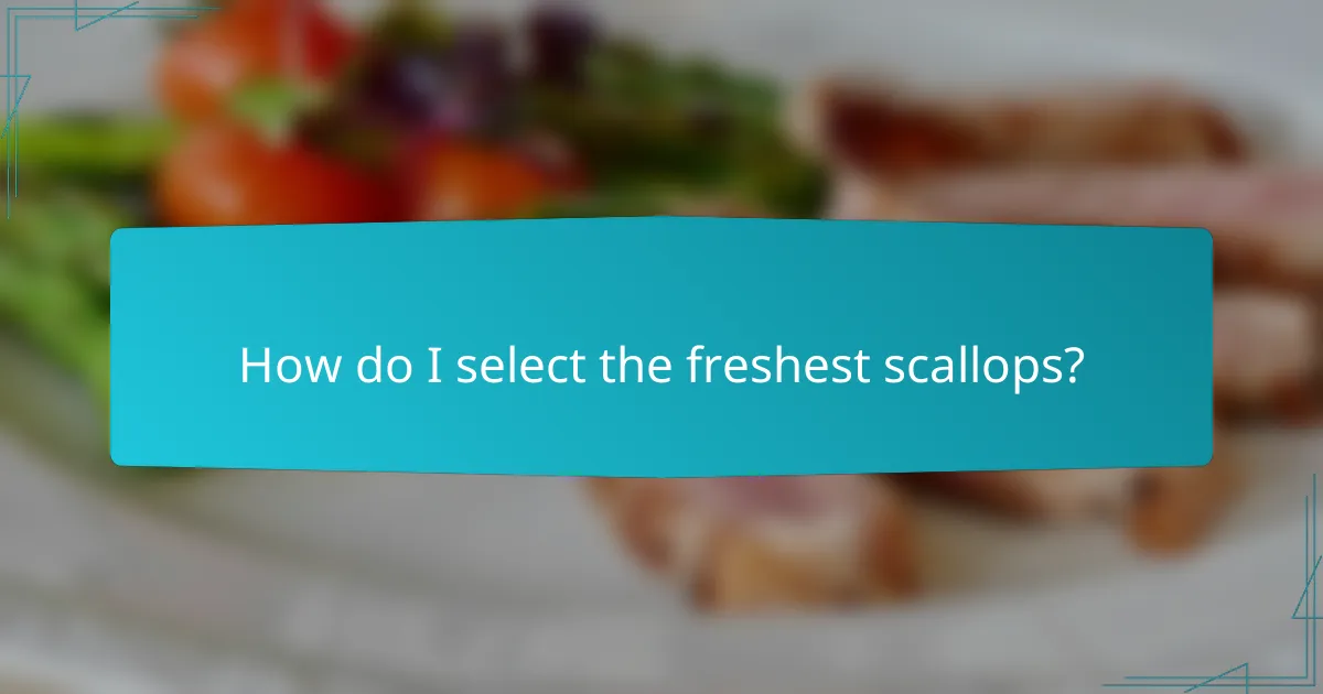 How do I select the freshest scallops?